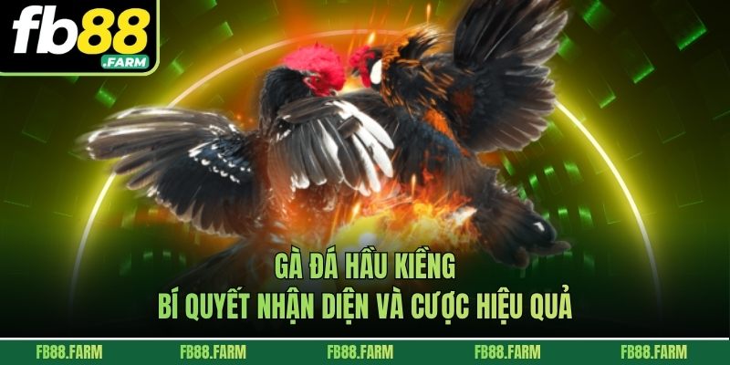 Gà đá hầu kiềng